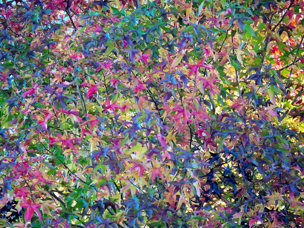 Tokio Japonia Listopada 2020 Kolorowe Jesienne Liście Gałęzi Porannym Słońcu — Zdjęcie stockowe
