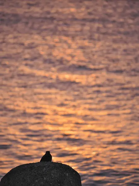 Okinawa Japon Octobre 2020 Une Grive Bleue Silhouette Sur Rocher — Photo