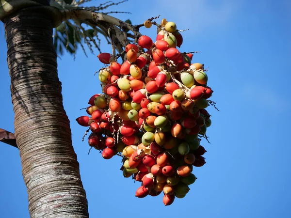 Shimojishima Adasında Mavi Gökyüzünün Altında Betel Palm Ağacı Meyveleri — Stok fotoğraf