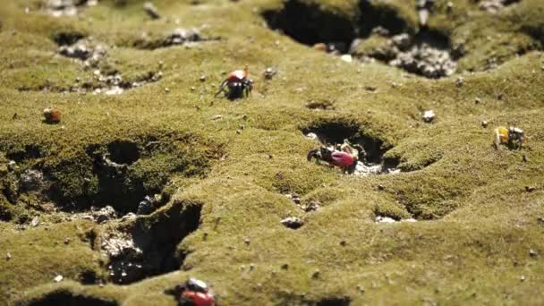 Окінава Японія Жовтня 2020 Краби Мулі Мангровому Лісі Шімаджірі Острові — стокове відео