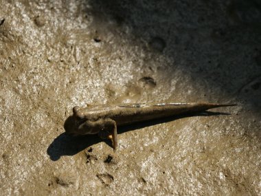 Okinawa, Japonya-26 Ekim 2020: Miyakojima Adası 'ndaki Shimajiri mangrov ormanında çamura bulanan Çamur Kaptanı