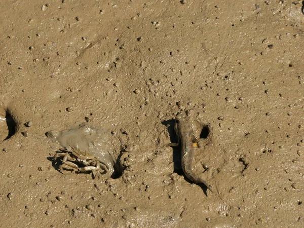 Okinawa Ιαπωνία Οκτωβρίου 2020 Barred Mudskipper Στη Λάσπη Στο Δάσος — Φωτογραφία Αρχείου