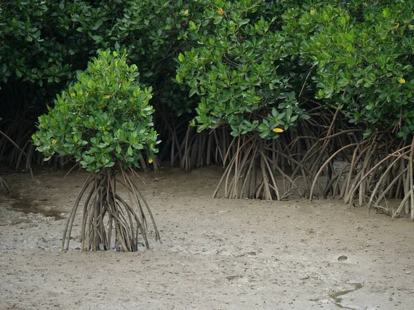 Shimajiri Mangrove Skog Miyakojima — Stockfoto