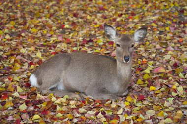 Nara, Japonya-17 Kasım 2020: Sonbahar yaprakları üzerinde dinlenen bir geyik Nara Parkı, Nara
