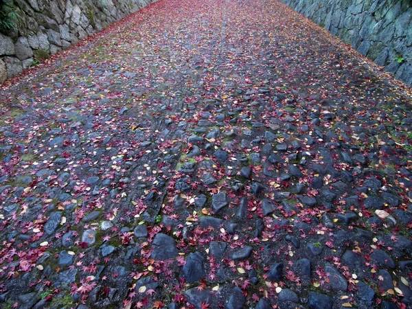 Kyoto Japão Novembro 2020 Folhas Outono Empilhadas Uma Encosta Pela — Fotografia de Stock