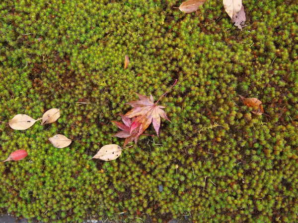 Kyoto Japan November 2020 Wet Autumn Leaves Moss Rain — Stock Photo, Image