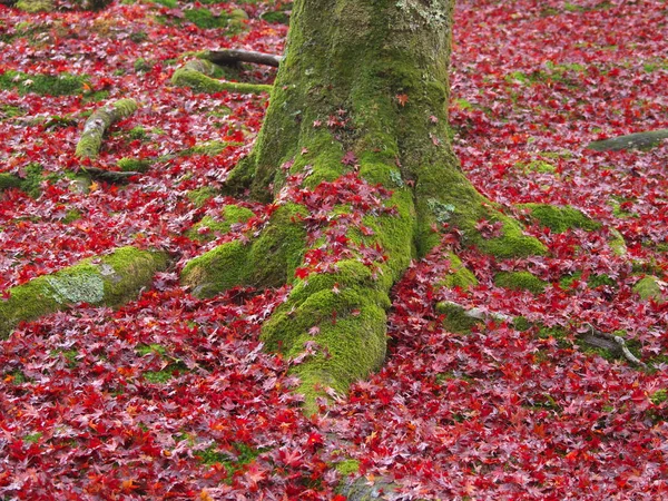 Kyoto Japan November 2020 Wet Autumn Leaves Stacked Tree Rain — Stock Photo, Image