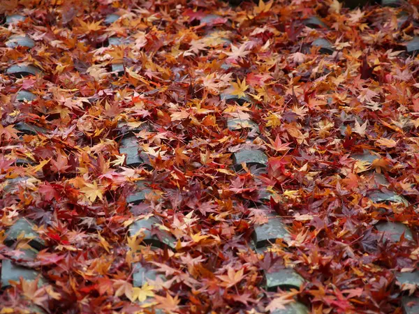 Kyoto Japão Novembro 2020 Folhas Molhadas Outono Empilhadas Telhado Chuva — Fotografia de Stock