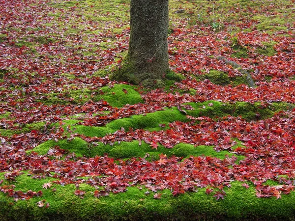Kyoto Japão Novembro 2020 Folhas Molhadas Outono Empilhadas Perto Uma — Fotografia de Stock