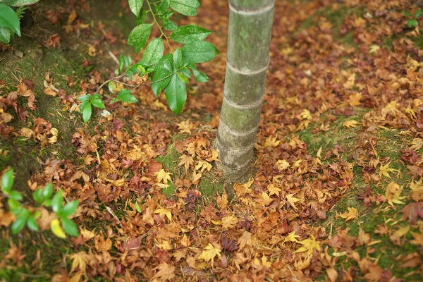 Kyoto Japão Novembro 2020 Folhas Outono Empilhadas Torno Árvore Bambu — Fotografia de Stock