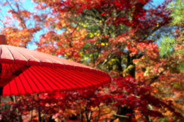 Kyoto, Japonya-24 Kasım 2020: Geleneksel kırmızı bambuandpaper şemsiyesi veya Karakasa veya Bankasa mavi gökyüzü ve sonbahar yapraklı arka plan