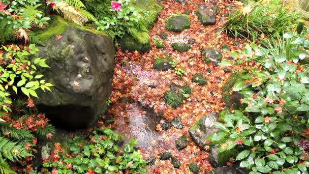 Kioto Japonia Listopada 2020 Cieśnina Lub Mała Rzeka Płynąca Deszczu — Wideo stockowe
