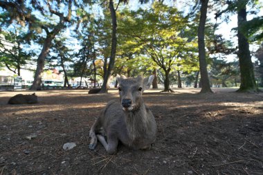 Nara, Japonya-17 Kasım 2020: Nara Park, Nara 'da istiflenmiş sonbahar yaprakları üzerinde dinlenen bir geyiğin yakın çekimi