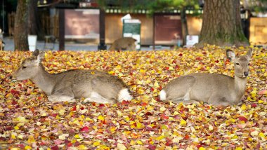 Nara, Japonya-17 Kasım 2020: Nara Park 'ta istiflenmiş sonbahar yaprakları üzerinde dinlenen iki geyiğin yakınlaşması