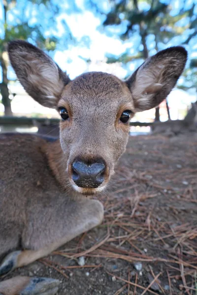 Nara Japan November 2020 Closeup Deer Resting Stacked Autumn Leaves — Stock Photo, Image