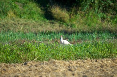 Niigata, Japonya-21 Ekim 2020: Japonya Sado Adası, Niigata, Japonya 'daki pirinç tarlasında Toki veya Japon ibikleri veya Nipponia nippon