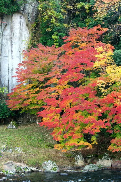 Nara Japão Novembro 2020 Folhas Coloridas Outono Longo Rio Uda — Fotografia de Stock