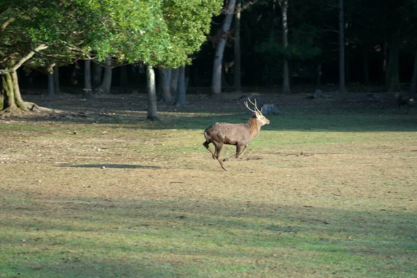 Nara Japan November Листопада 2020 Running Deers Nara Park Park — стокове фото