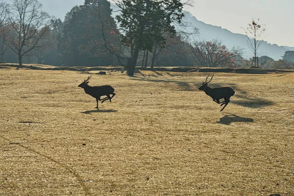 Nara Japonsko Listopad 2020 Běžící Jeleni Nara Park Japonsko — Stock fotografie