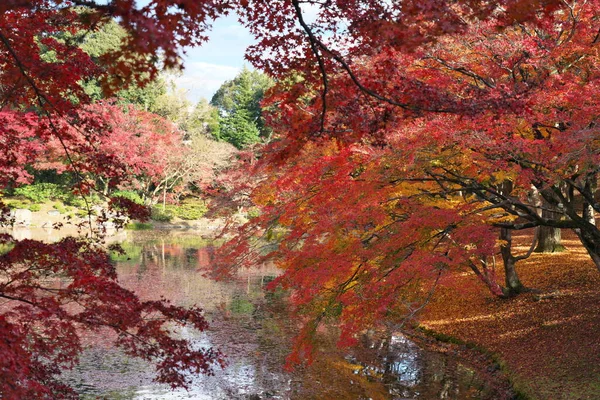 2020年11月19日池に沿って美しい紅葉 — ストック写真