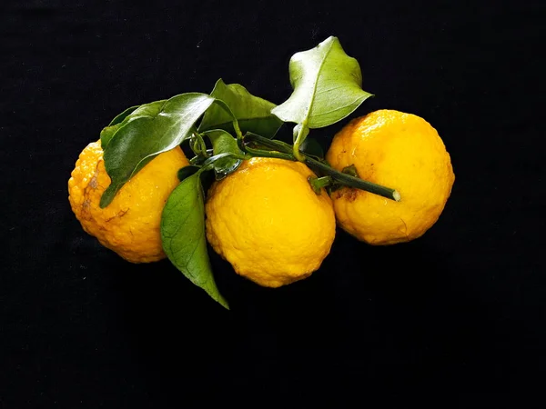 2020年12月22日東京 黒を基調とした柚子や柑橘類のジュノ — ストック写真