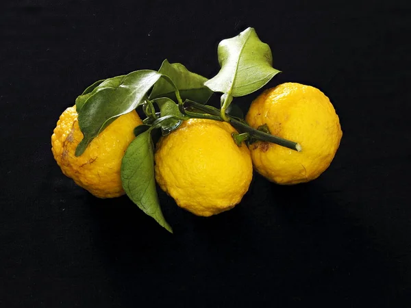 Tokyo, Japonya-22 Aralık 2020: Siyah arka planda Yuzu veya Citrus cunoları