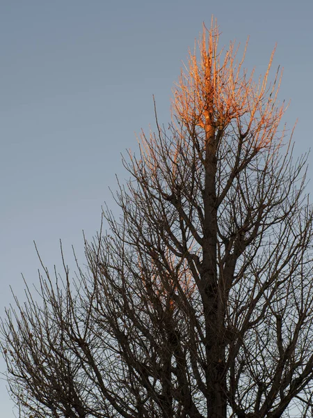 Токіо Японія Грудня 2020 Leafless Gingko Дерево Освітлене Висхідним Сонцем — стокове фото