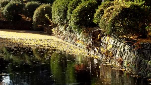 日本东京 2020年12月25日 银杏叶落在池塘上 — 图库视频影像
