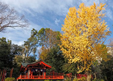 Tokyo, Japonya-25 Aralık 2020: Mavi gökyüzü arka planında büyük bir gingko ağacı