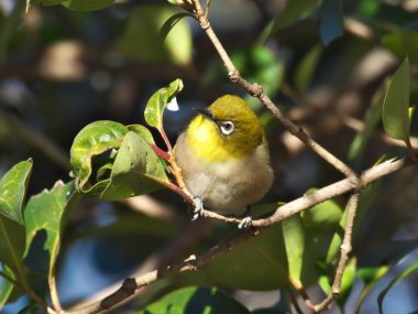 Tokyo, Japonya-31 Aralık 2020: Beyaz Gözlü Warbling veya Mejiro Çiçek açan bir odun dalında 