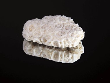 Tokyo, Japonya-17 Ocak 2021: Siyah zemin üzerinde ölü mercan taşı beyaz doku