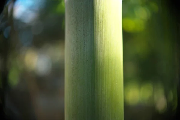 Tóquio Japão Janeiro 2021 Fechar Tronco Bambu Moso — Fotografia de Stock