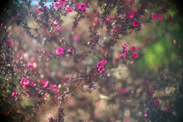 Tokio Japonia Luty 2021 Kwiaty Leptospermum Scoparium Lub Nowozelandzkiego Drzewa — Zdjęcie stockowe