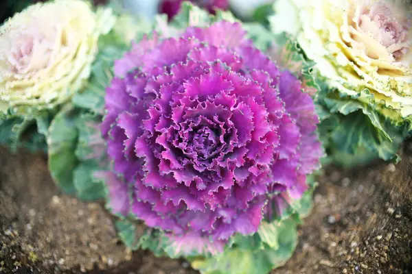 Tokyo,Japan-February 8, 2021: Closeup of isolated purple ornamental cabbage