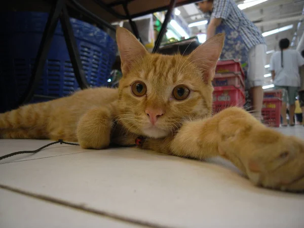 Bangkok Thailand October 2009 Very Cute Cat Fruit Shop Tor — Stock Photo, Image