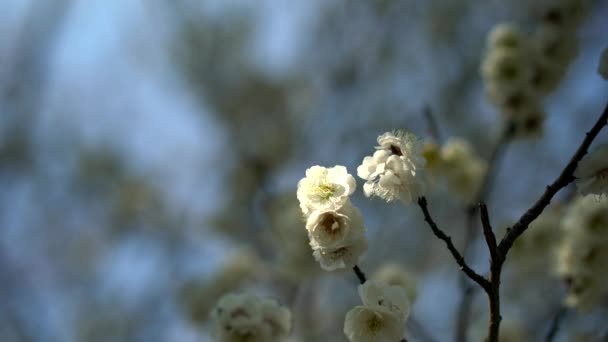 2021年2月21日 日本东京 蓝天背景下的日本白梅 — 图库视频影像