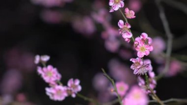 Tokyo, Japonya - 24 Şubat 2021 Japon pembe erik çiçekleri şafakta açar.