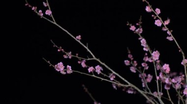Tokyo, Japonya - 24 Şubat 2021 Japon pembe erik çiçekleri şafakta açar.