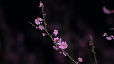 Tokyo, Japonya - 24 Şubat 2021 Japon pembe erik çiçekleri şafakta açar.