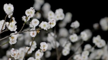 Tokyo, Japonya-24 Şubat 2021: Japon beyaz eriği şafakta çiçek açar