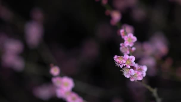Tokio Japan Februar 2021 Japanische Pflaumenblüte Morgengrauen — Stockvideo