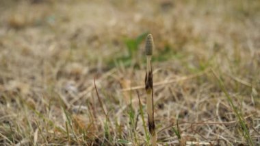 Tokyo, Japonya-3 Mart 2021: Baharın başlarında at kuyruğu kapanışı