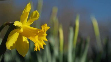 Tokyo, Japonya-3 Mart 2021: Baharın başlarında nergislerin kapatılması