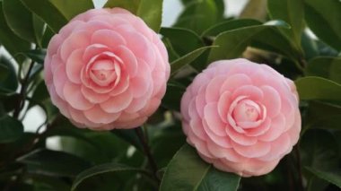 Tokyo, Japonya-3 Mart 2021: Pembe Kamelya Sasanqua 'nın Kapanışı 