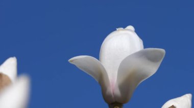 Tokyo, Japonya-3 Mart 2021 Narcissus tazetta L. var. Baharın başlarında çingeneler