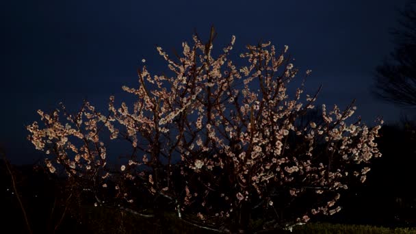 Tóquio Japão Março 2021 Ameixa Branca Japonesa Floresce Após Chuva — Vídeo de Stock