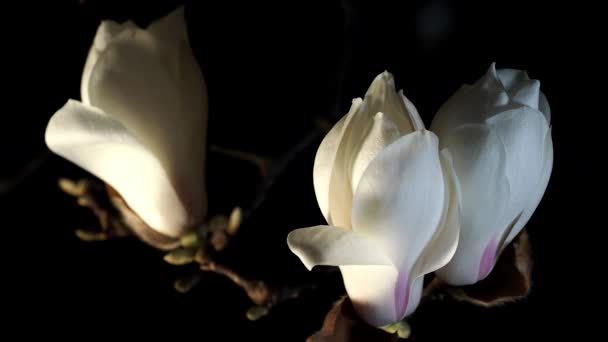 2021年3月10日 日本东京 夜晚的白木兰花芽 — 图库视频影像