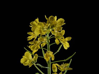 Tokyo, Japonya-15 Mart 2021: Tecavüz çiçekleri veya siyah arkaplanda kanola çiçeklerinin kapatılması