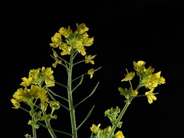 Tokyo, Japonya-15 Mart 2021: Tecavüz çiçekleri veya siyah arkaplanda kanola çiçeklerinin kapatılması