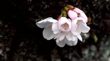 Tokyo, Japonya-16 Mart 2021: Geceleri kiraz çiçeklerinin veya sakura çiçeklerinin kapatılması